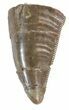 Serrated Allosaurus Tooth - Wyoming #43669-1